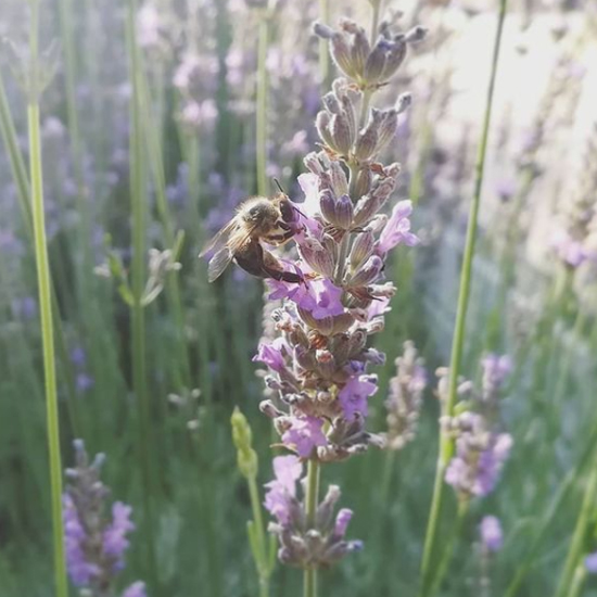 Protection de la biodiversité