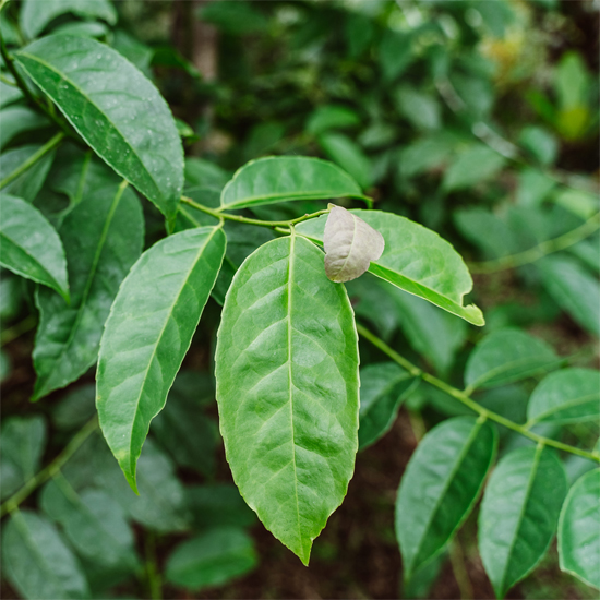 Guayusa d'Amazonie