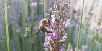 Nos engagements environnementaux